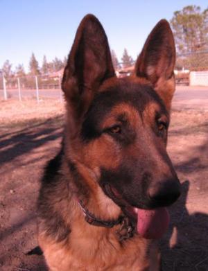 AKCGermanShepherdpuppy